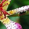 Tricyrtis 'Amethystina', flowers