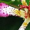 Tricyrtis 'Amethystina', flowers