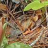 Trillium decipiens, flowers