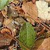 Trillium decipiens, flowers