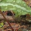 Trillium decipiens, flowers