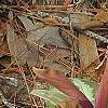 Trillium decipiens, flowers