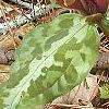 Trillium decipiens, flowers