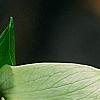 Trillium erectum 'Beige', flowers