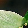 Trillium erectum 'Beige', flowers