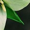 Trillium erectum 'Beige', flowers