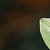 Trillium erectum 'Beige', flowers