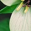 Trillium erectum 'Beige', flowers