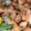 Trillium flexipes, habit