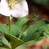 Trillium flexipes, habit