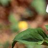 Trillium flexipes, habit