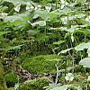 Trillium flexipes, habit