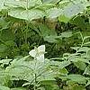 Trillium flexipes, habit