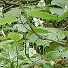 Trillium flexipes, habit