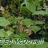 Trillium flexipes, habit