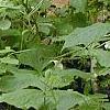Trillium flexipes, habit