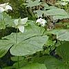 Trillium flexipes, habit
