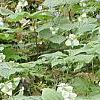 Trillium flexipes, habit
