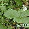 Trillium flexipes, habit