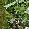 Trillium flexipes, habit