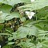 Trillium flexipes, habit