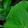 Trillium flexipes, habit