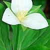 Trillium flexipes, habit