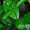 Trillium flexipes, habit