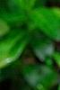 Trillium flexipes, habit