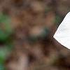 Trillium flexipes, flowers