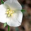 Trillium flexipes, flowers
