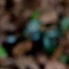 Trillium flexipes, flowers