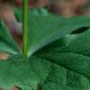 Trillium flexipes, flowers
