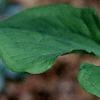 Trillium flexipes, flowers