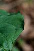 Trillium flexipes, flowers