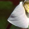 Trillium flexipes, flowers