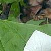 Trillium flexipes, flowers