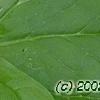 Trillium flexipes, flowers