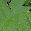 Trillium flexipes, flowers