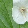 Trillium flexipes, flowers