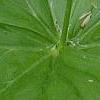 Trillium flexipes, flowers