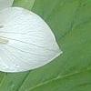 Trillium flexipes, flowers
