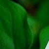 Trillium flexipes, flowers