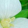 Trillium flexipes, flowers