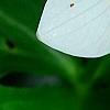 Trillium flexipes, flowers