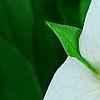 Trillium flexipes, flowers