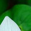 Trillium flexipes, flowers