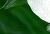 Trillium flexipes, flowers