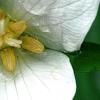 Trillium flexipes, flowers
