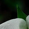 Trillium flexipes, flowers